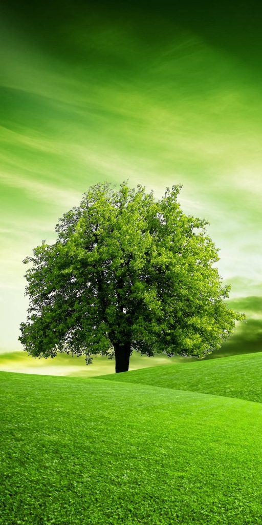 Lush green tree on rolling grassy hills under soft glowing sky peaceful nature wallpaper