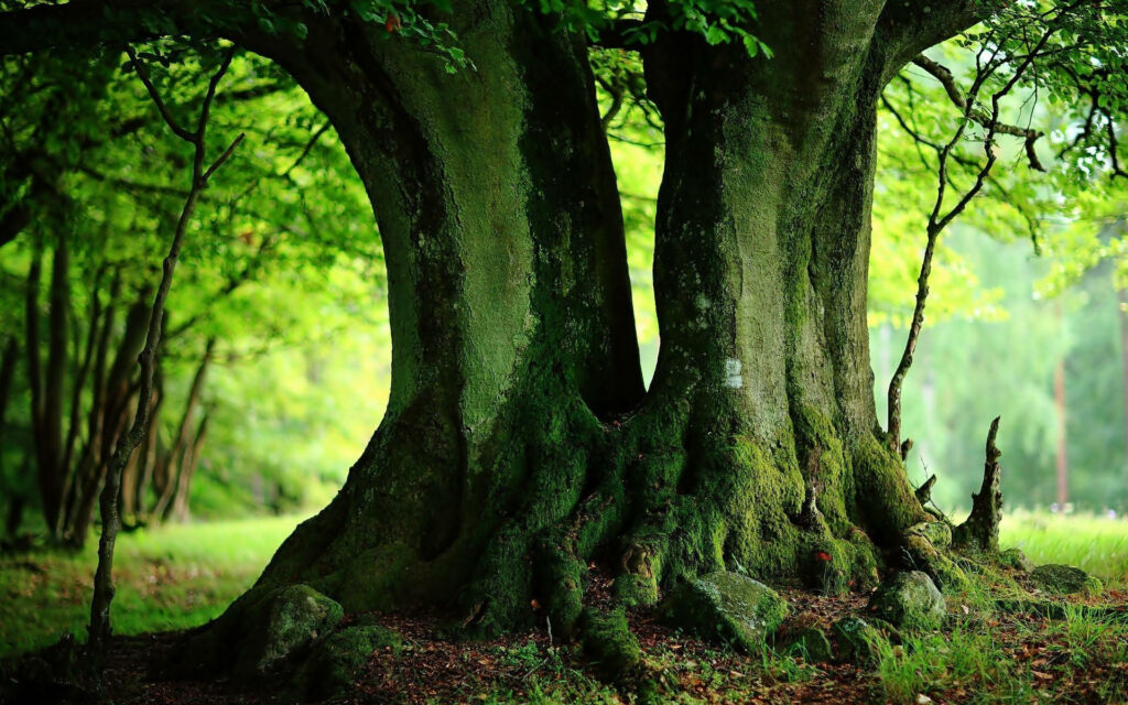 Tranquil Green Tree Wallpaper: Lush Forest Background