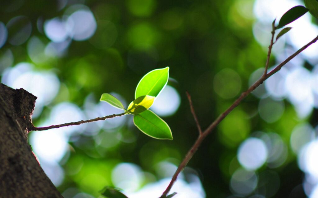 Serene Green Twig Wallpaper: Soft Natural Light Background