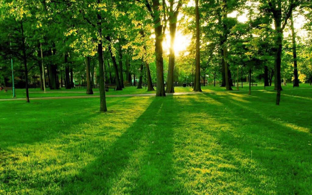 Serene Green Field Wallpaper: Tranquil Nature Background
