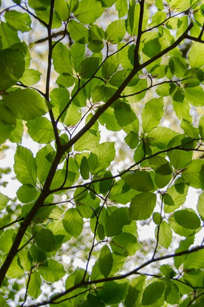Serene Green Tree Wallpaper: Sunlight Through Lush Foliage