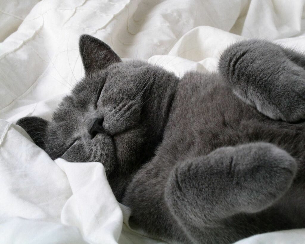 Tranquil Grey Cat Wallpaper: Serene Feline Relaxation Background