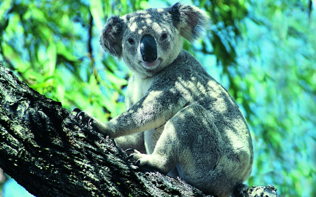 Serene Grey Koala Wallpaper Amidst Lush Greenery & Soft Light