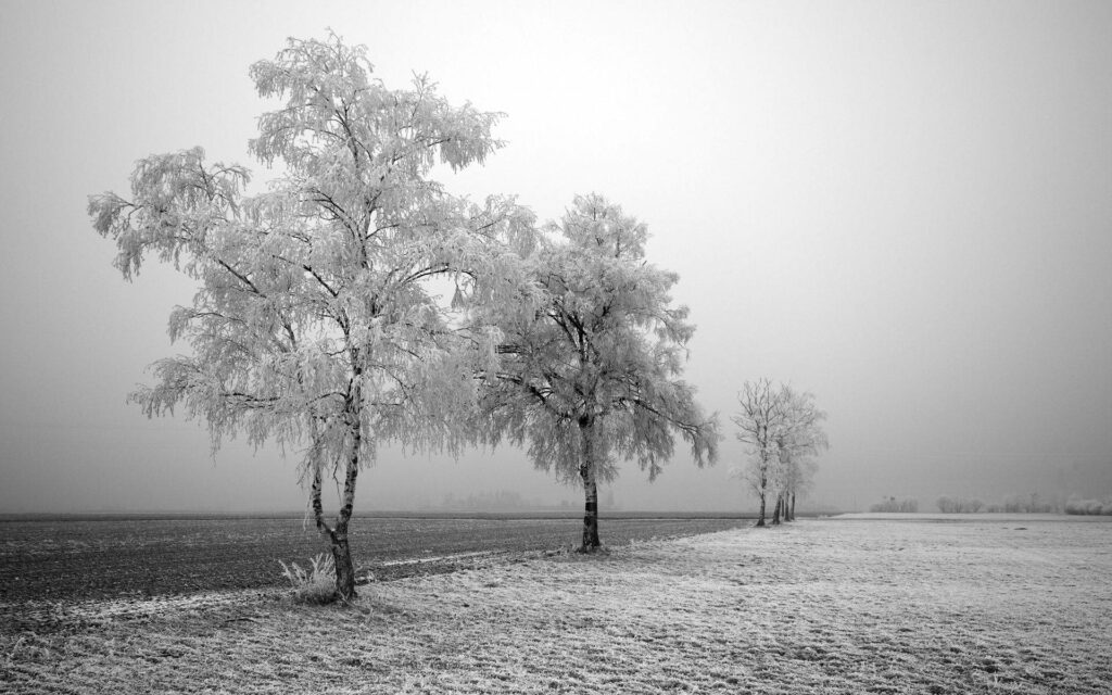 Tranquil Greyscale Winter Landscape: Icy Trees in Frosty Field Wallpaper