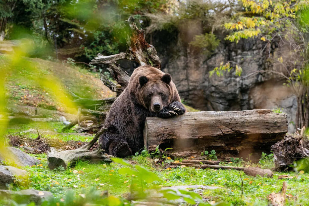 Majestic Grizzly Bear Resting in Tranquil Wilderness Landscape Wallpaper