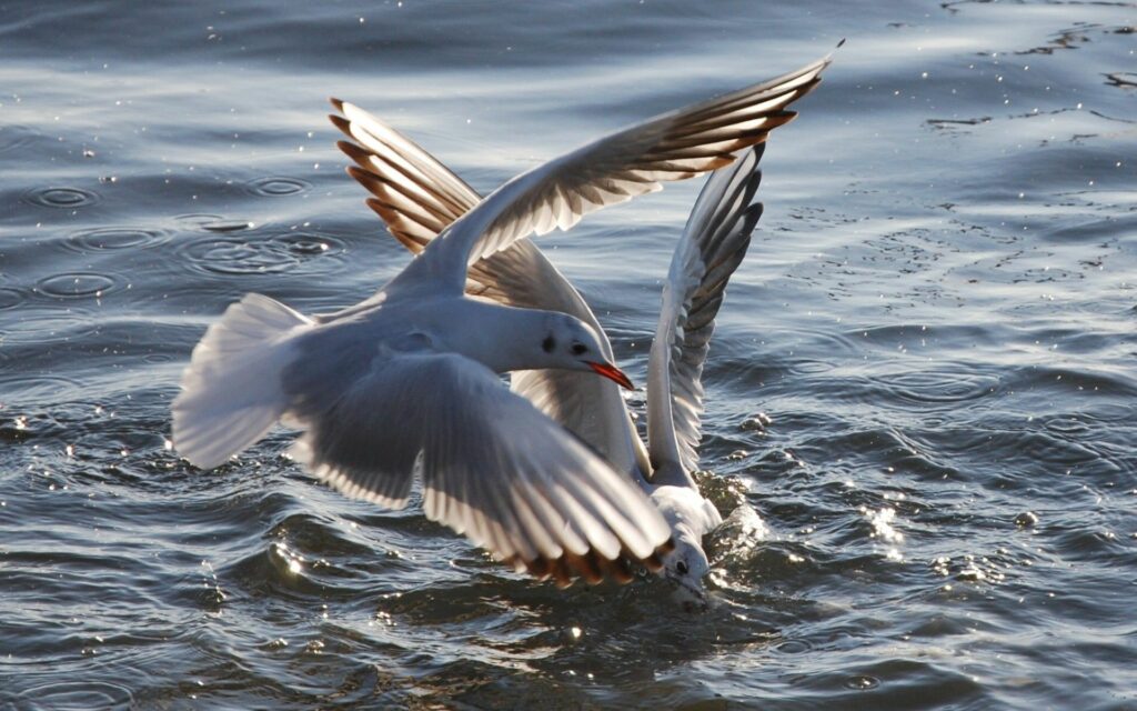 Serene Seagulls Soaring Over Shimmering Sea Wallpaper Background