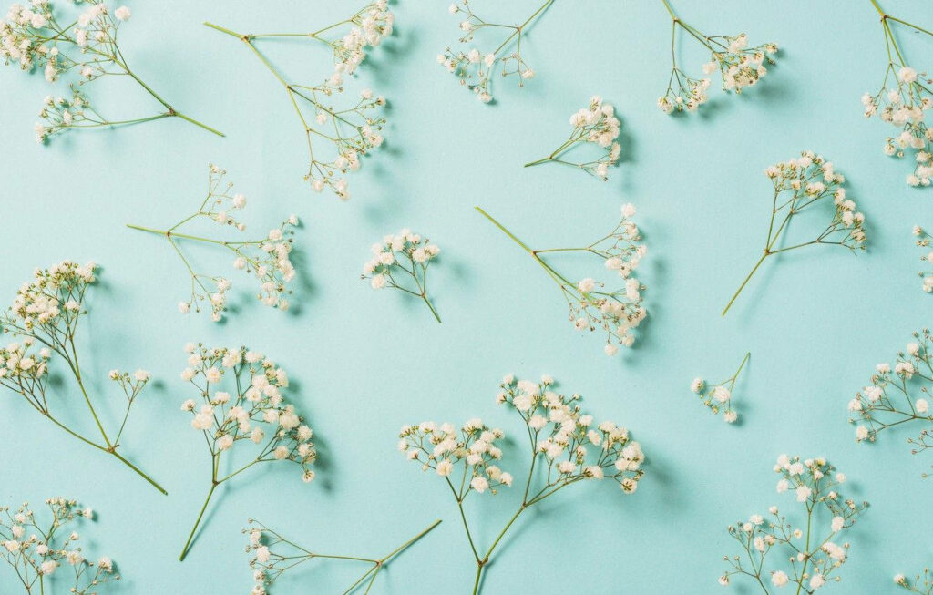 Graceful Gypsophila Flowers on Serene Light Blue Background Wallpaper