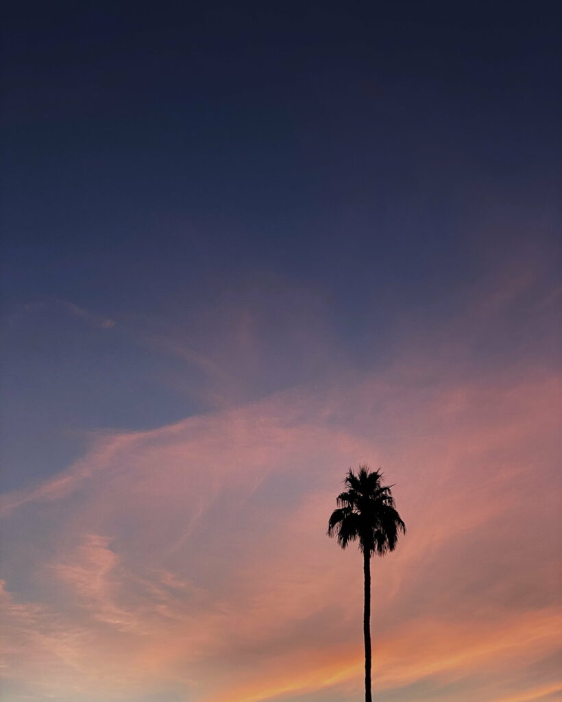 Serene HD Sunset Wallpaper: Palm Tree Silhouette & Cloudy Sky Background