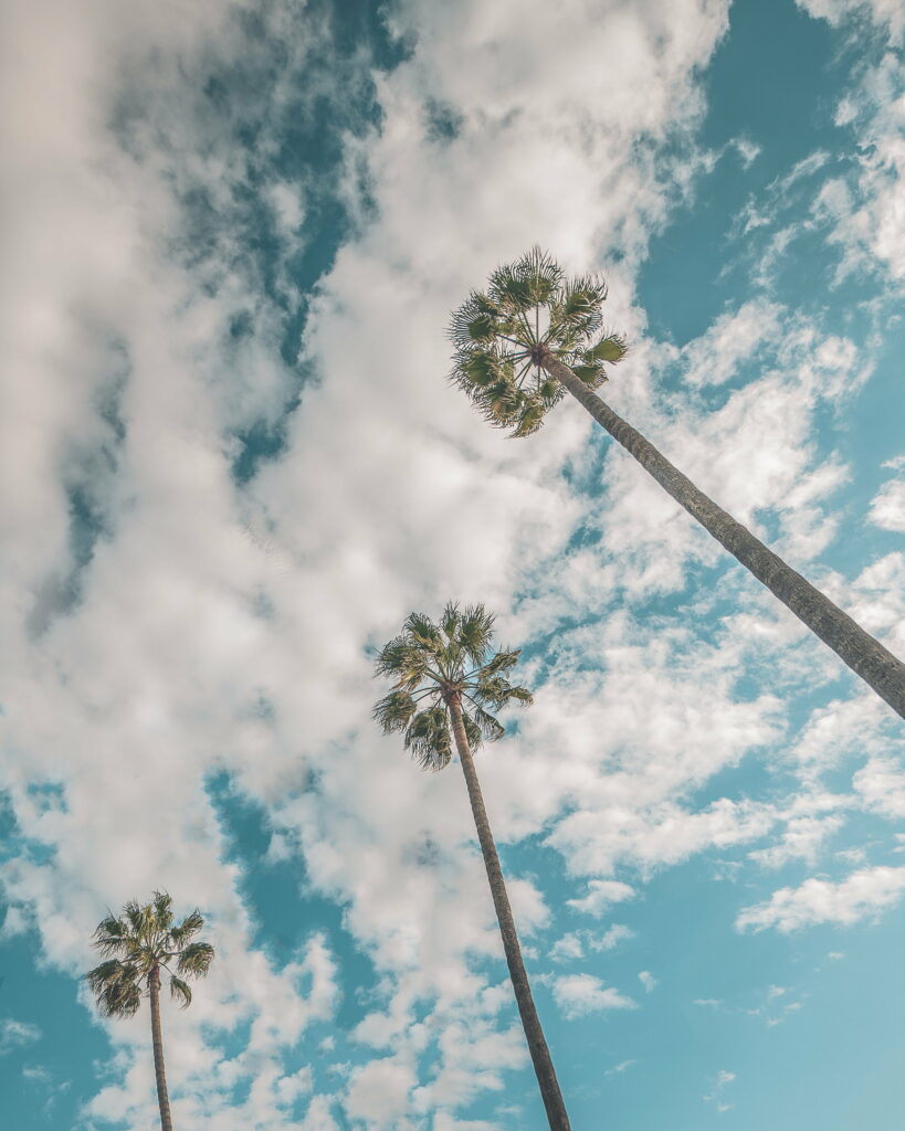 Stunning Palm Trees HD Wallpaper Against a Vibrant Blue Sky
