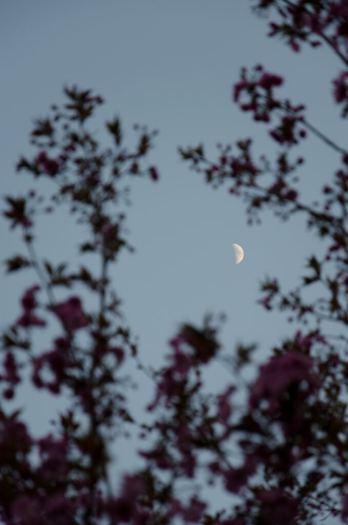 Serene half moon at twilight framed by tree branches and spring blossoms blue purple sky wallpaper