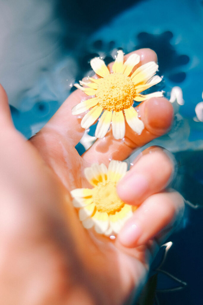 Serene Hand Holding Daisies: Artistic Spring Wallpaper Background