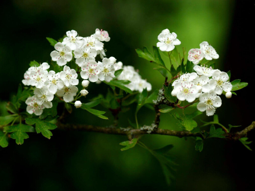 Serene Hawthorn Tree Blossoms Wallpaper Against Lush Green Background