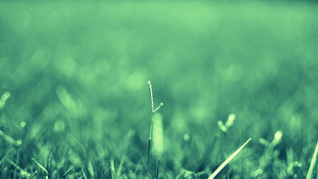 Calming Herbal Wallpaper: Close-Up Plants & Faded Green Background