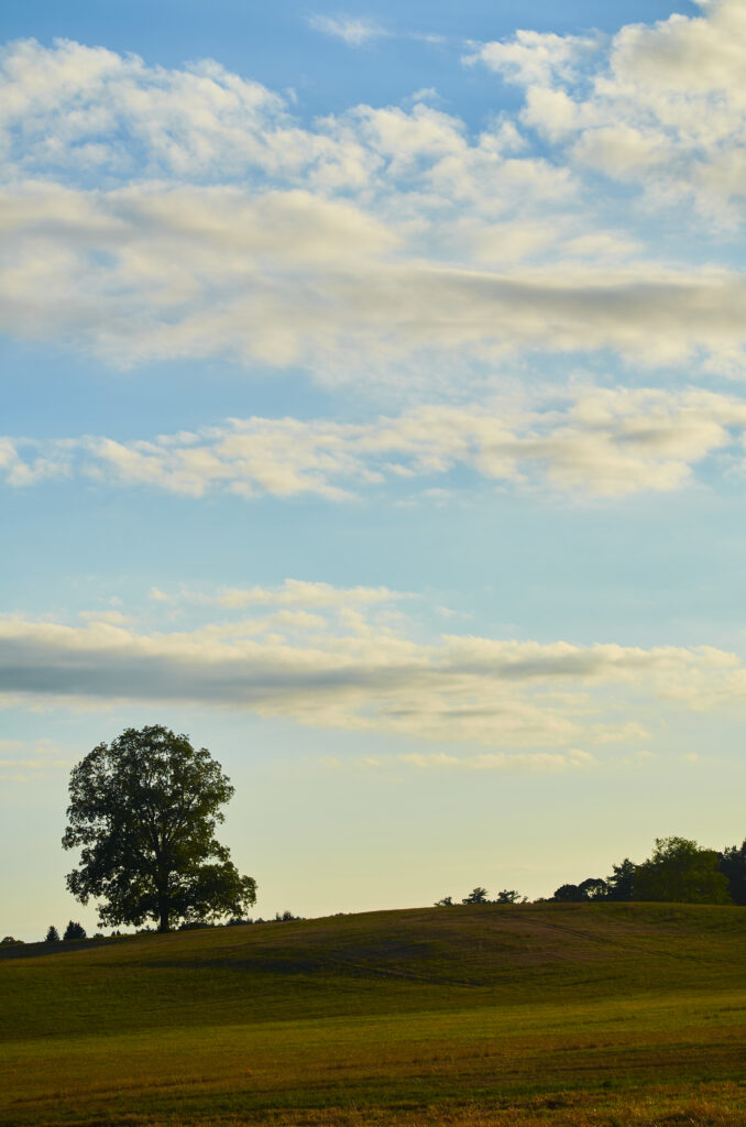 Serene open green field with gentle hill and lone tree under soft sunlight and blue sky clouds Wallpaper