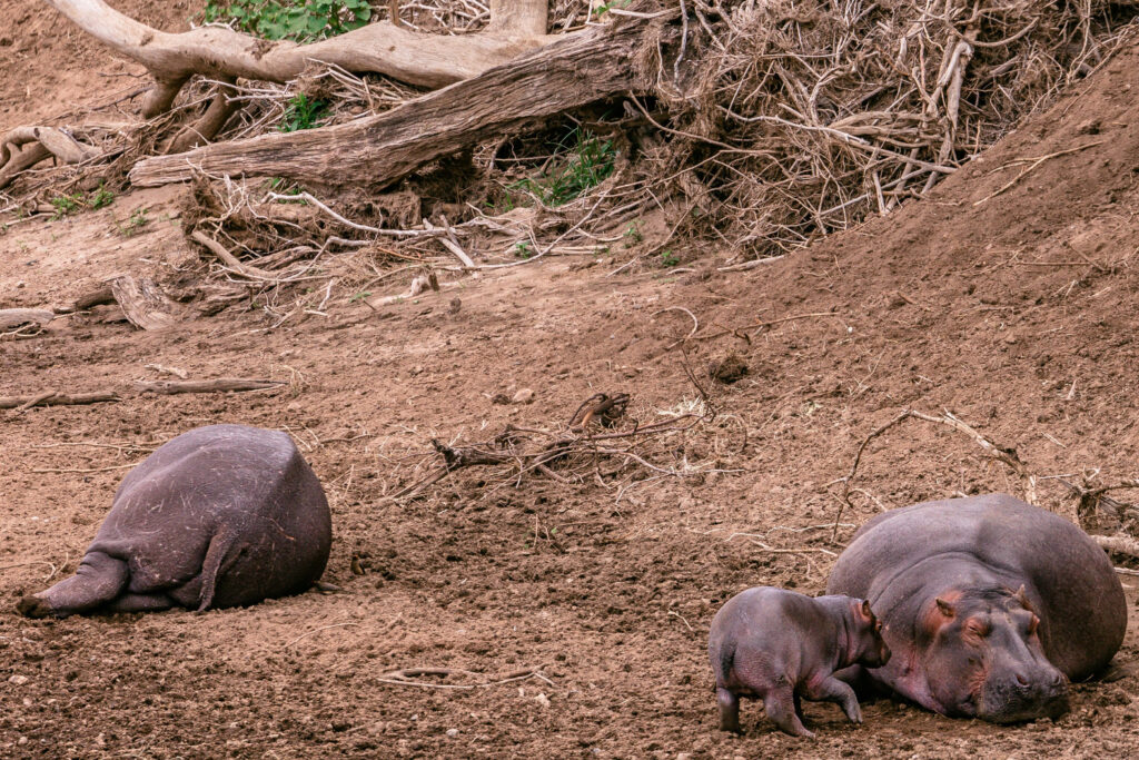 Serene Hippos Wallpaper: Rustic Earthy Tones & Natural Habitat