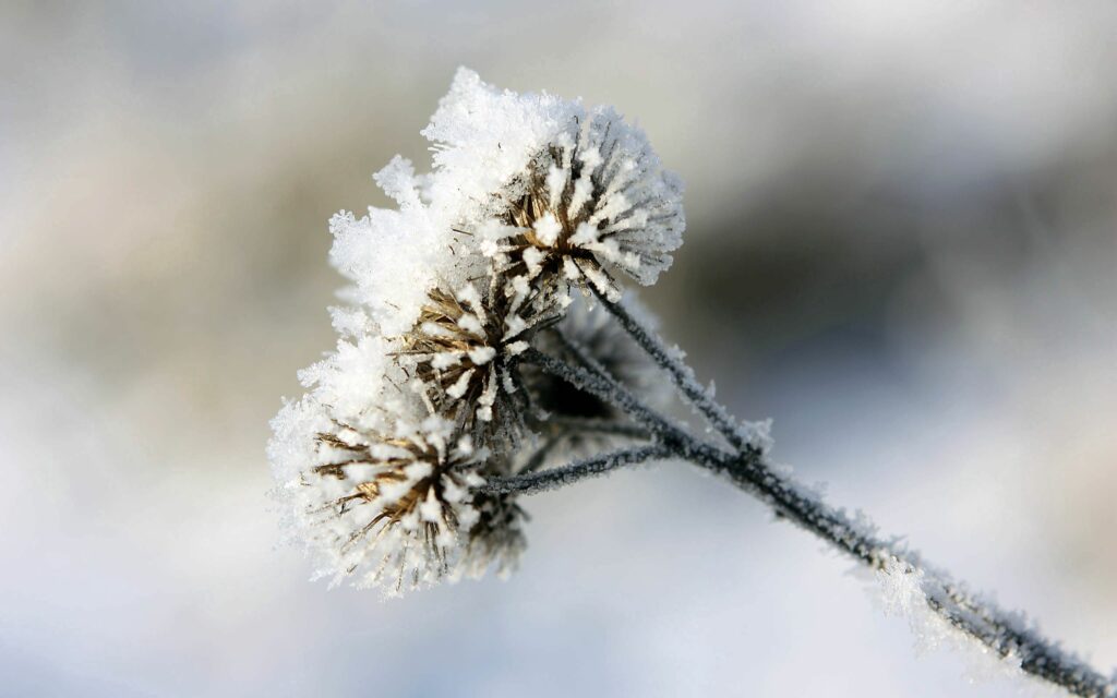 Winter Morning Burdock: Frosted Prickles Wallpaper Background