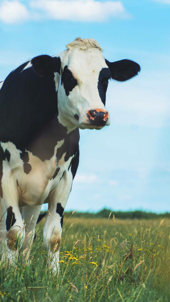 Serene Holstein Cow Wallpaper in Lush Green Field & Blue Sky
