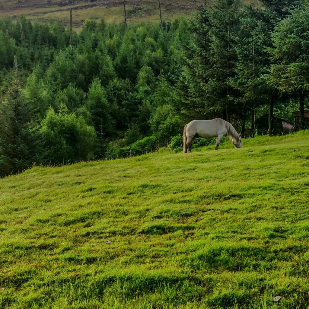 Serene Horse Grazing Wallpaper: Tranquil Green Countryside Scene