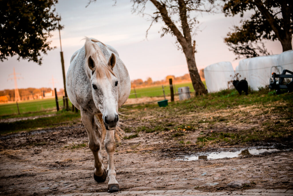 Serene Horse in Paddock with Sunset Rural Landscape Wallpaper