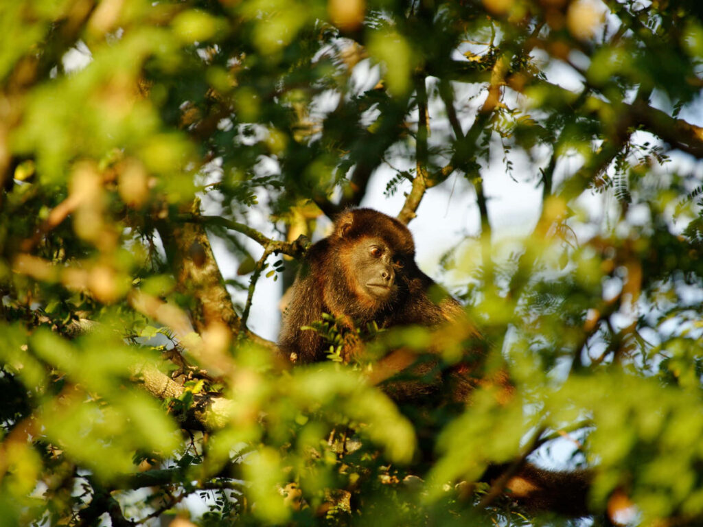 Howler Monkey in Lush Treetops: Serene Among Vibrant Green Leaves Wallpaper