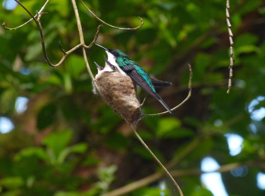 Serene Hummingbird Nest Wallpaper Surrounded by Lush Foliage