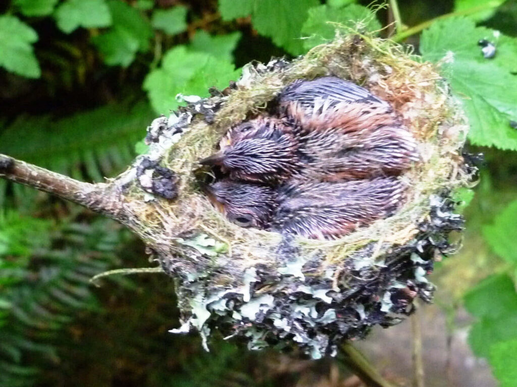 Hummingbird Nest in Cactus: Nature's Serene Wallpaper Background