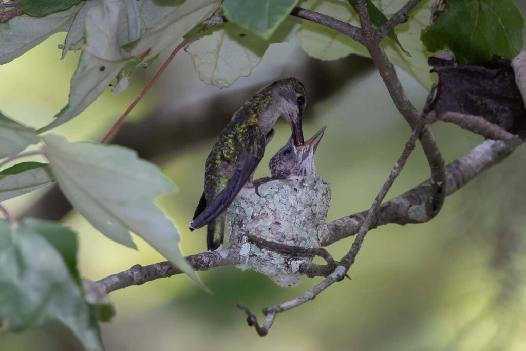Serene Hummingbird Nest Wallpaper: Nature's Beauty & Tenderness