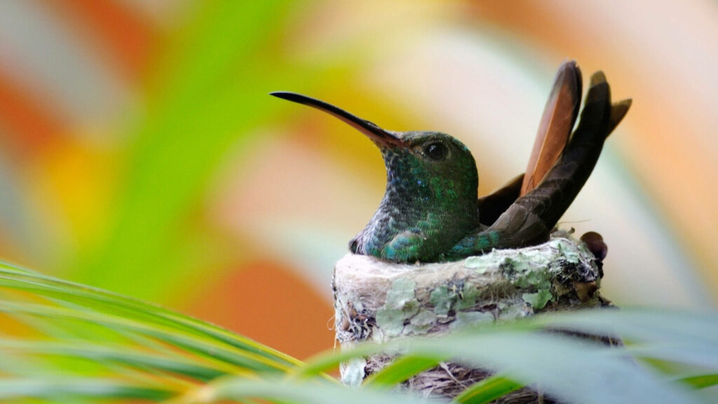 Serene Hummingbird Nest Wallpaper: Vibrant Nature Background