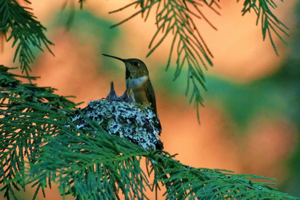 Serene Hummingbird Nest Wallpaper with Lush Green Background