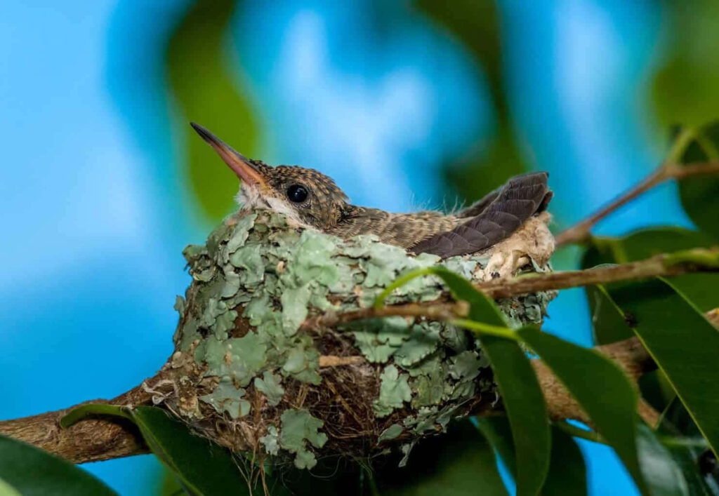 Serene Young Hummingbird Nest with Lichen and Green Leaves Wallpaper