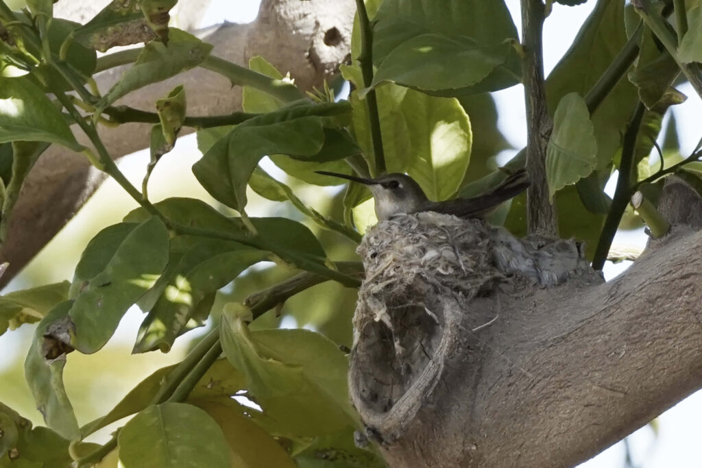 Tranquil Hummingbird Nesting Amidst Lush Greenery - Nature Background Wallpaper