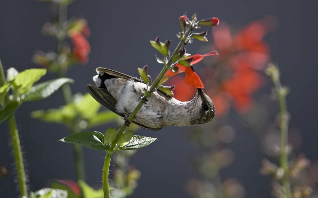 Stunning Hummingbird Wallpaper: Nature's Serenity in Vivid Detail