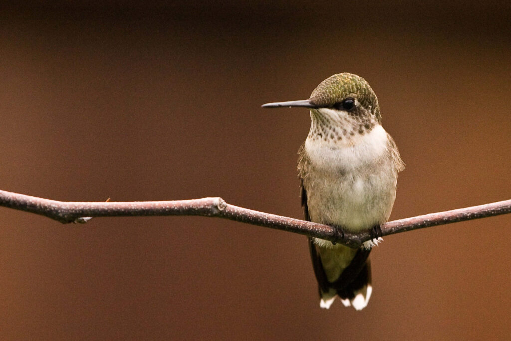 Serene Hummingbird Wallpaper: Nature's Graceful Beauty Close-Up