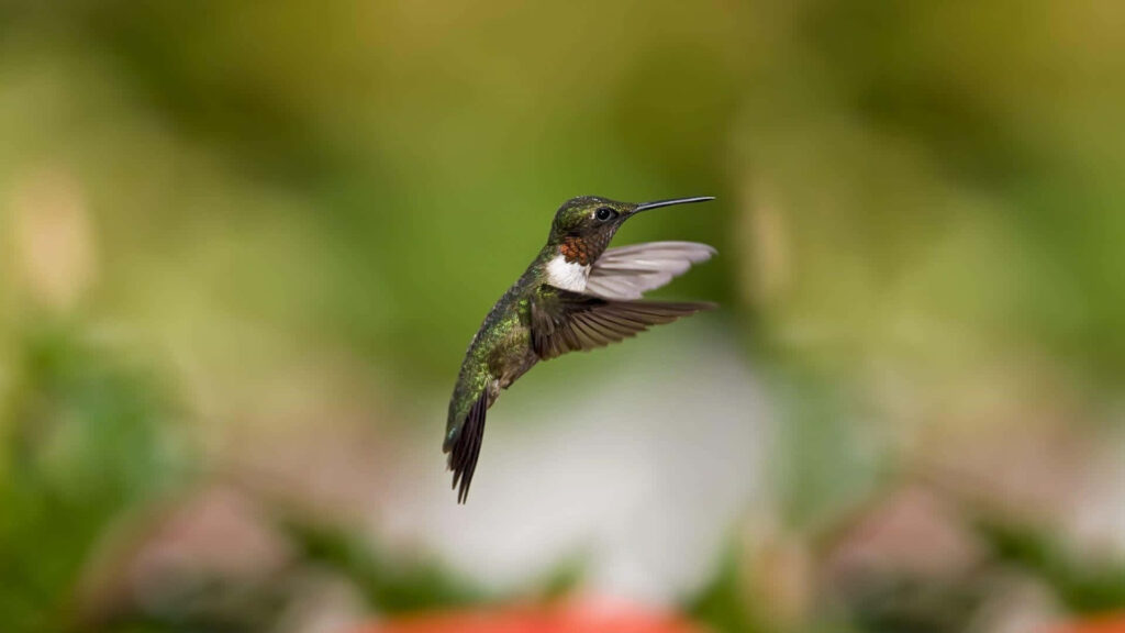 Vibrant Hummingbird Hovering by Wildflower: A Serene Scene Wallpaper