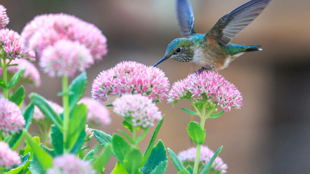 Serene Hummingbird Wallpaper Over Vibrant Pink Flowers