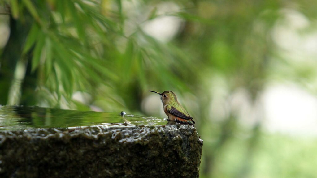 Serene Hummingbird Wallpaper: Nature’s Peaceful Backdrop