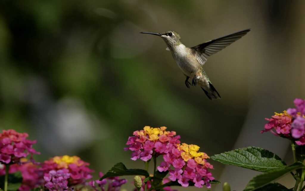 Serene Hummingbird Wallpaper: Vibrant Flowers & Lush Greenery