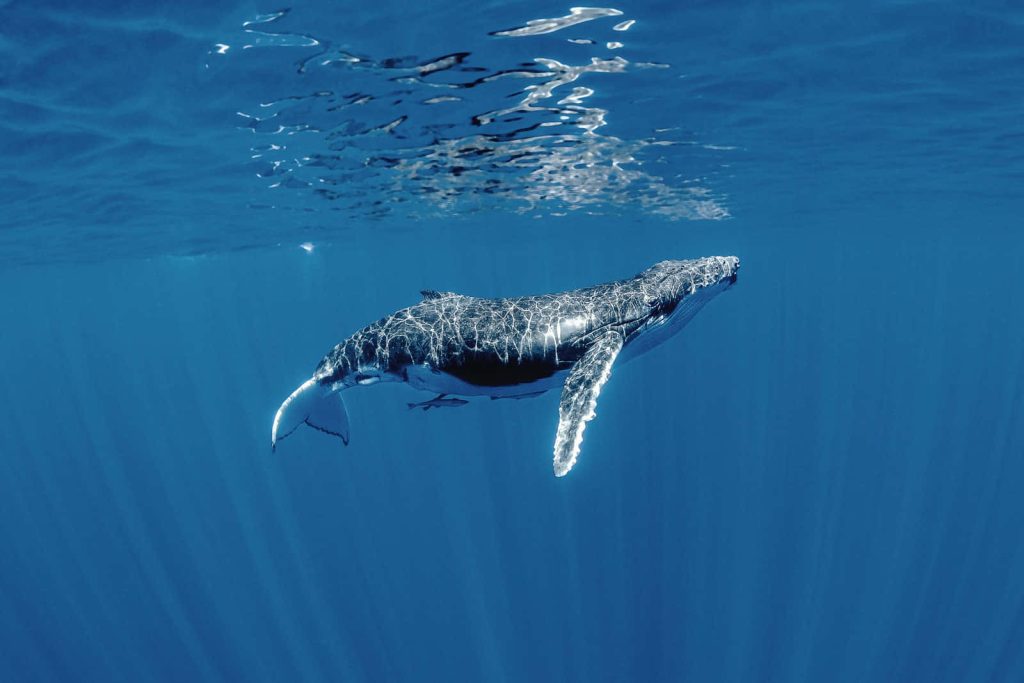 Serene humpback whale swims underwater beneath sunlight rays ocean nature wallpaper background