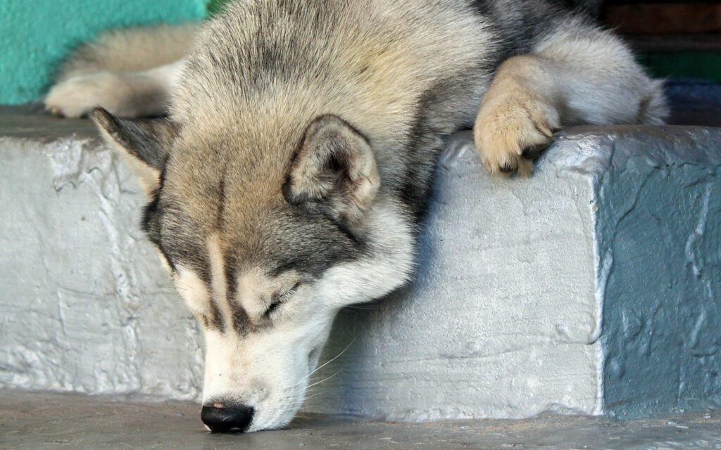Serene Husky Lying Down: Peaceful Muzzle Resting on Step Wallpaper