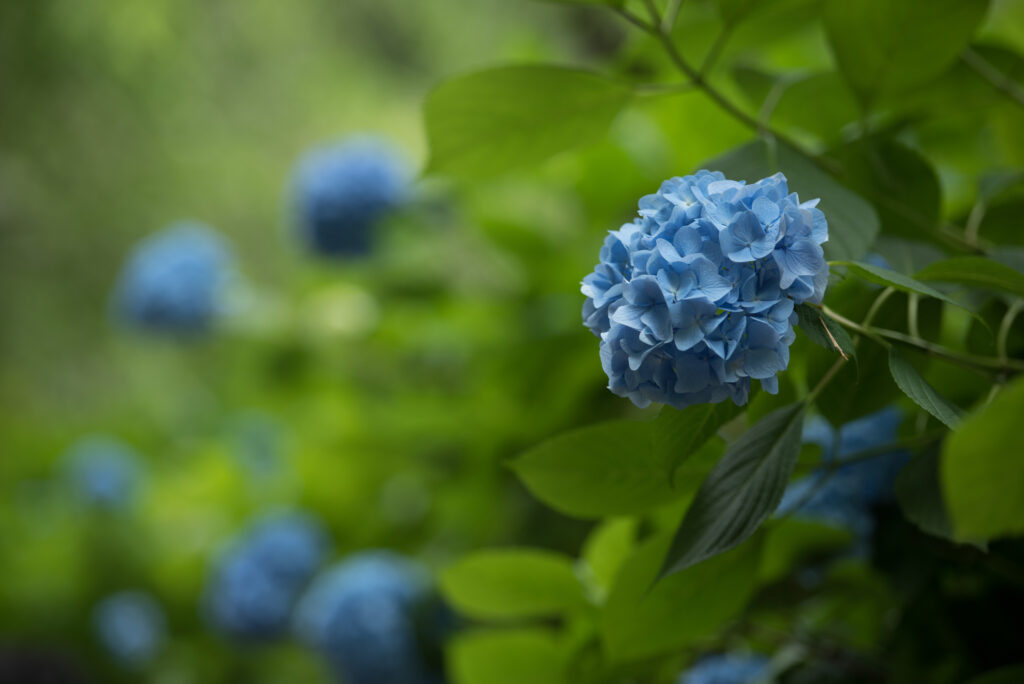 Serene Hydrangea Flowers Wallpaper: Blue Blooms on Green Background