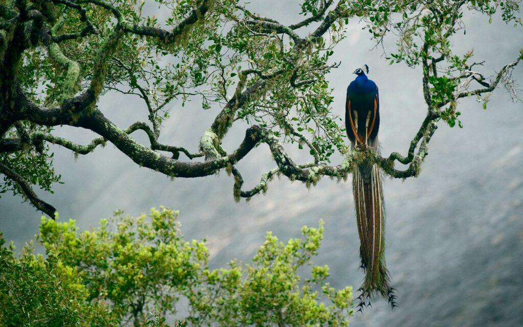 Serene Indian Peacock on Tree Branch Amidst Lush Greenery Wallpaper