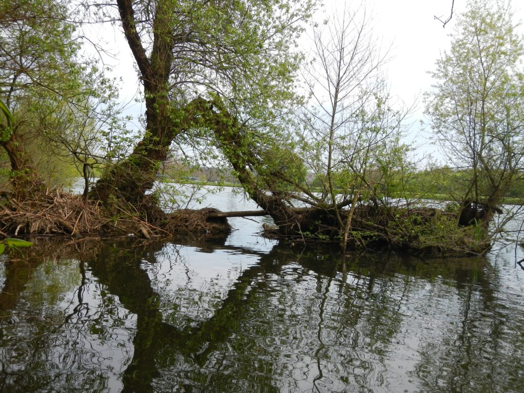 Serene island wallpaper with lush trees and calm water reflecting vibrant green nature scene