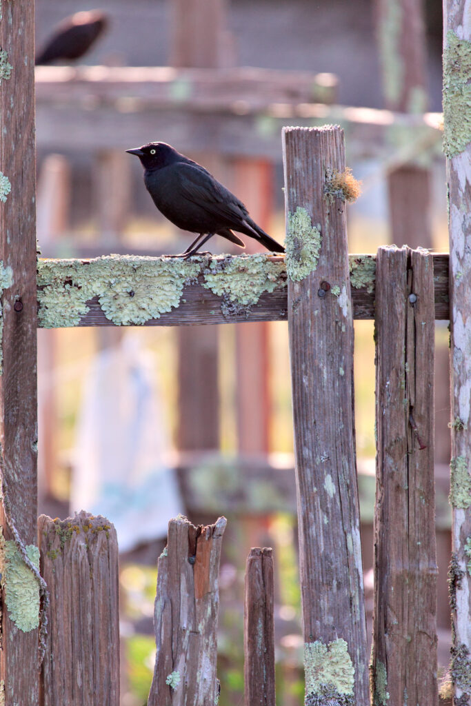 Serene Jackdaw on Weathered Fence with Moss – Rustic Background Wallpaper