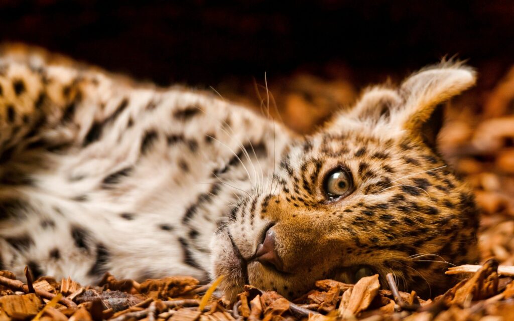 Jaguar Cub Amidst Lush Foliage - Serene Nature Wallpaper