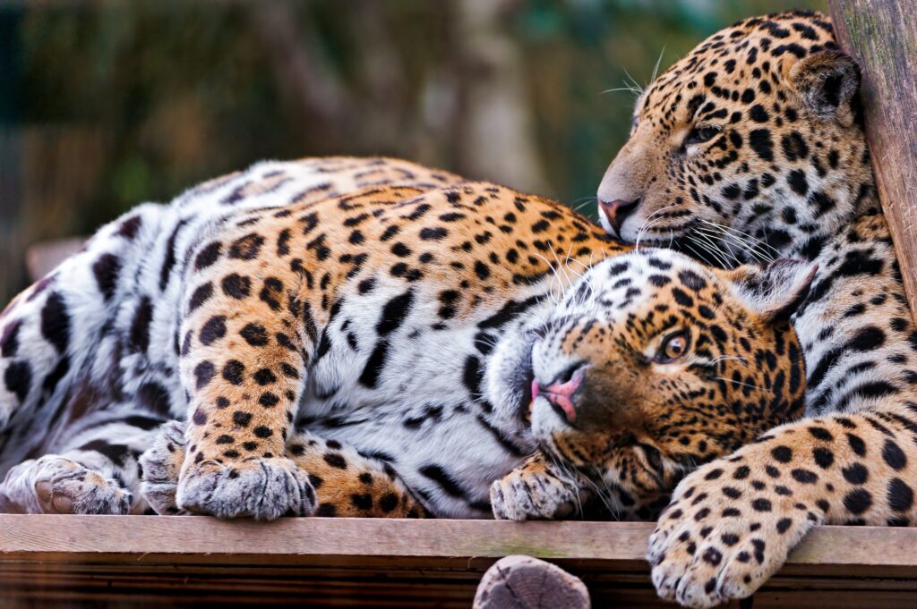 Jaguar Love: Resting Together in Nature's Serene Background Wallpaper
