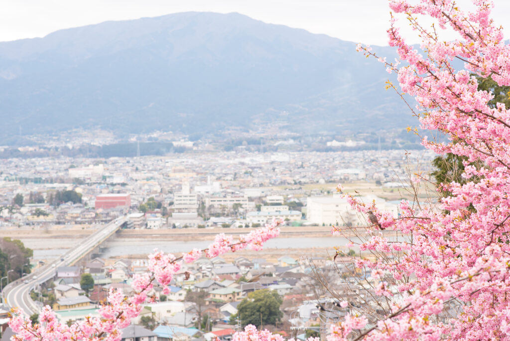 “Serene Japanese Cityscape with Sakura Blossoms in Spring” Wallpaper