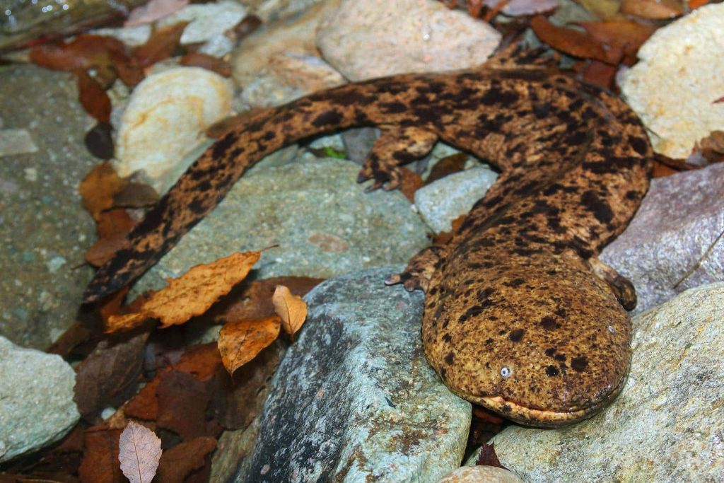 Japanese giant salamander resting on wet river rocks with mottled brown skin and leaves Wallpaper