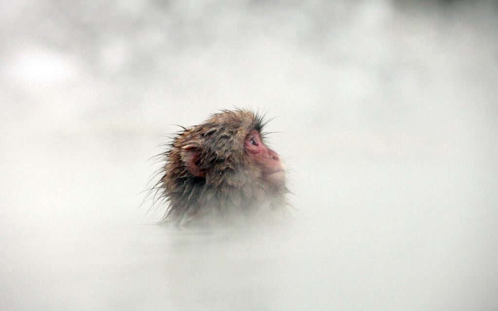 Serene Japanese Macaque in Hot Spring: A Misty Background Scene Wallpaper