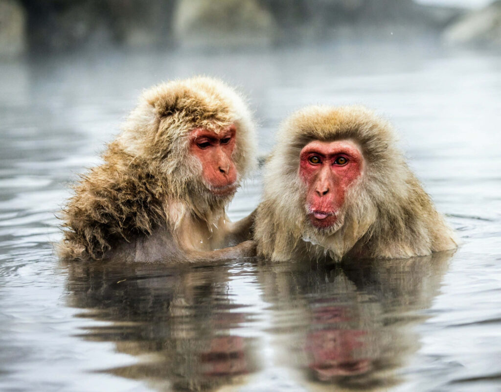 Japanese Macaques Soaking in Serene Hot Spring with Steam Wallpaper