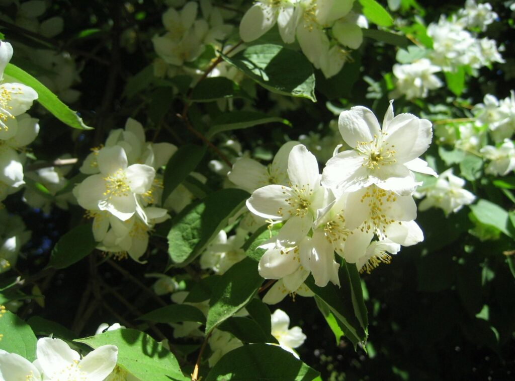 Serene Jasmine Blossoms Wallpaper: Close-Up Springtime Background
